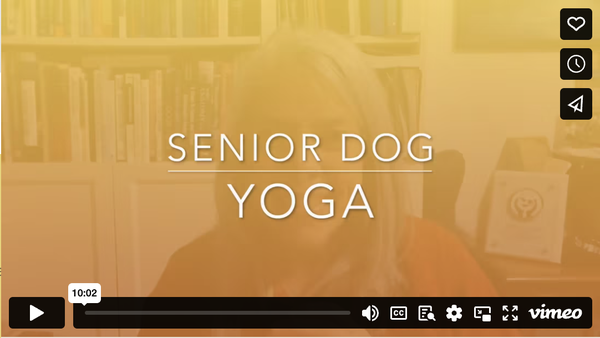 Senior Dog Yoga