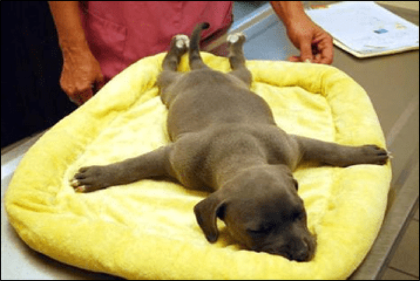 Swimmer's Puppy