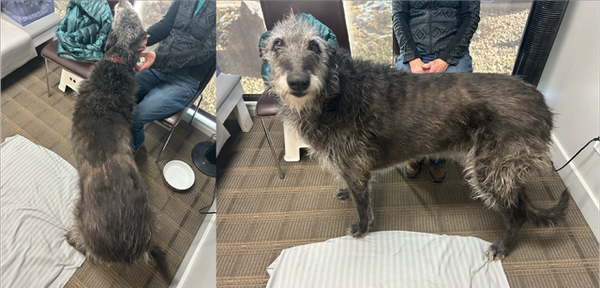 Deerhound with hair loss over her back