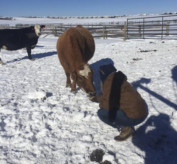 Floppy cow