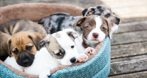 PUPPIES!