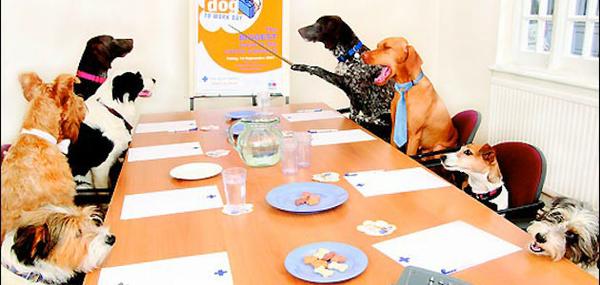 Business Dogs
