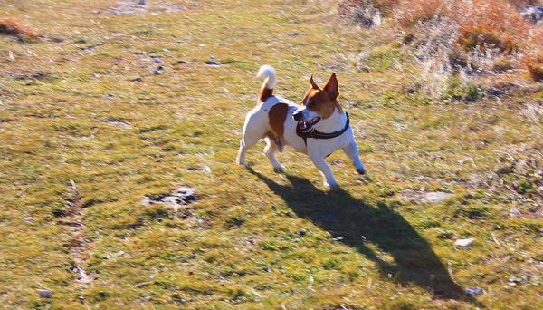 Jack Russell Terrier