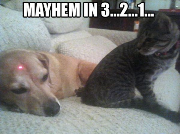 Laser Dog & Cat