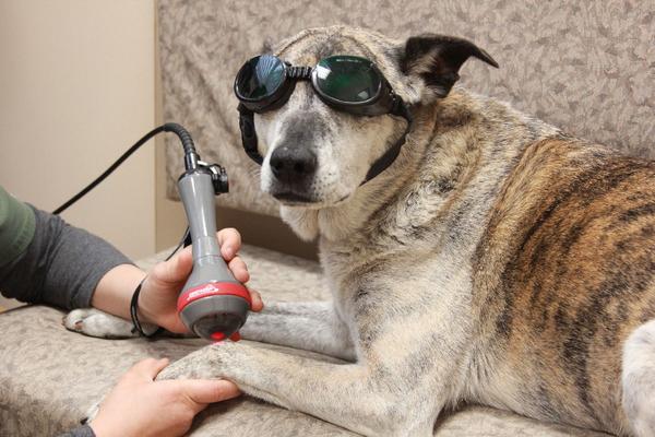 Laser Dog in Goggles