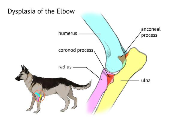 Sensory Integration