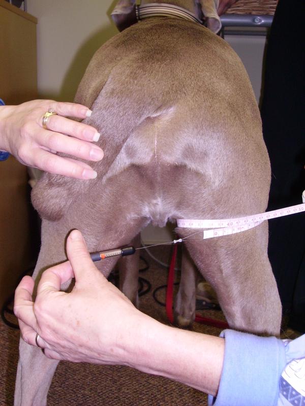 Thigh Circumference