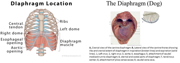 Diaphragm