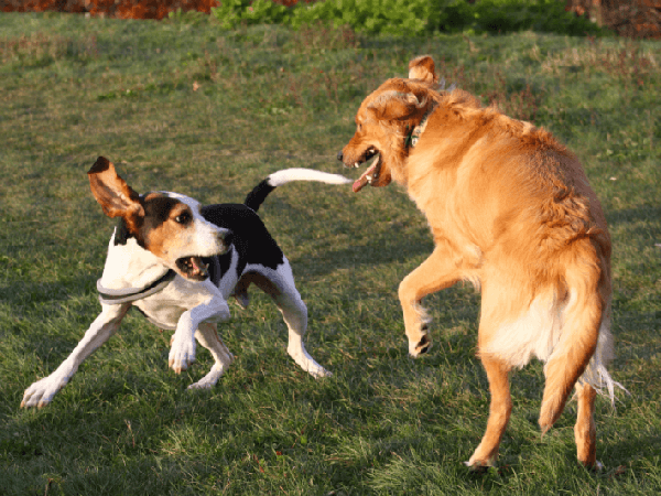 Dog Play