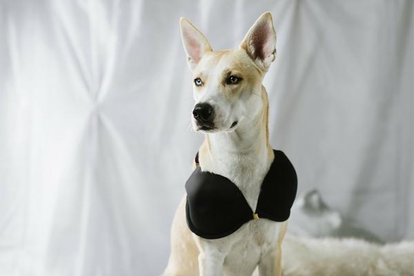 dog bra