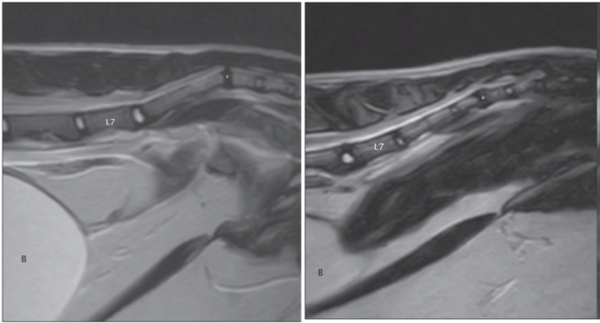 Disc lesions in cats' tails
