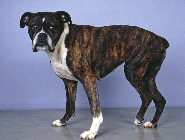 Stenosis Dog
