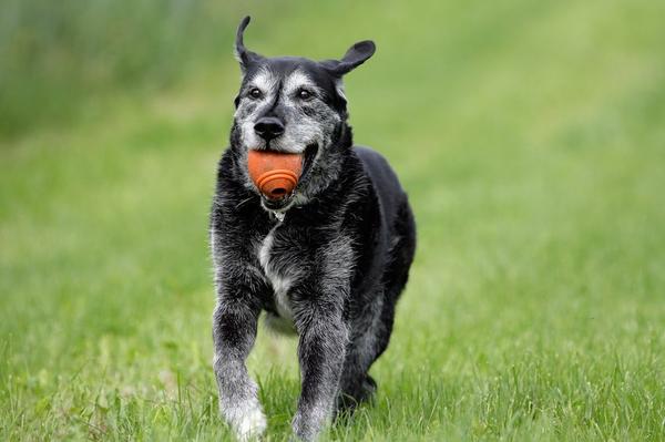 Active Old Dog