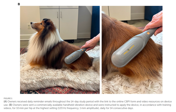 Local Vibration Therapy 