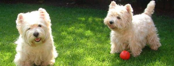 Westies