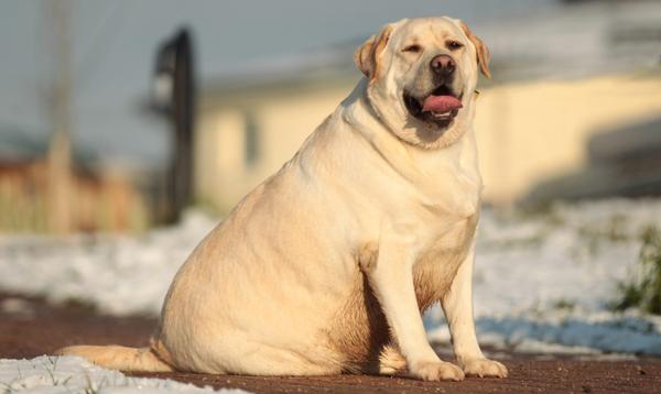 Chubby Yellow Lab