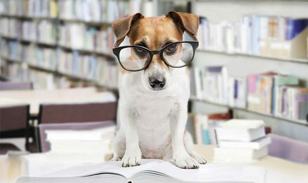Reflective Dog