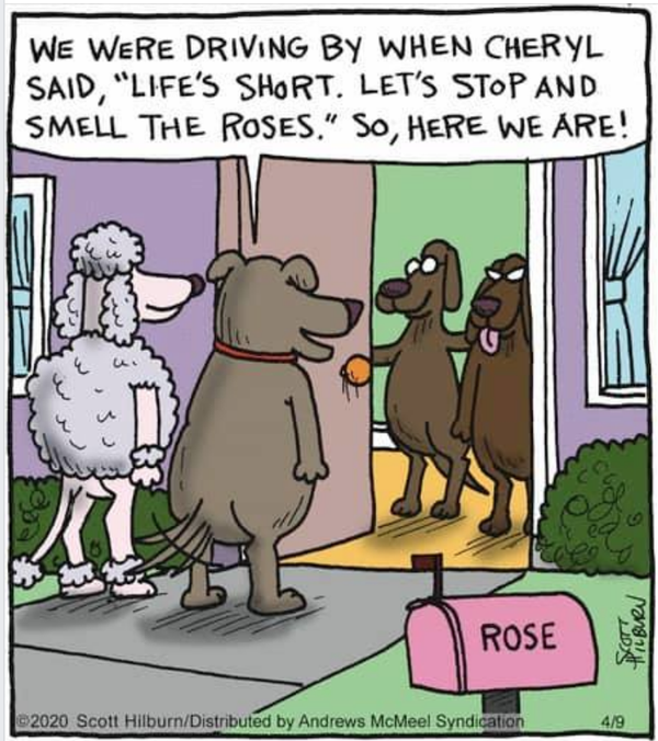 Cartoon