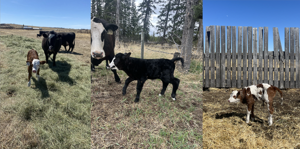 Calving pics Apr20