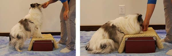 Tendon Training