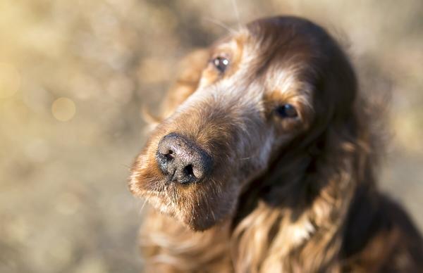 Old Dog