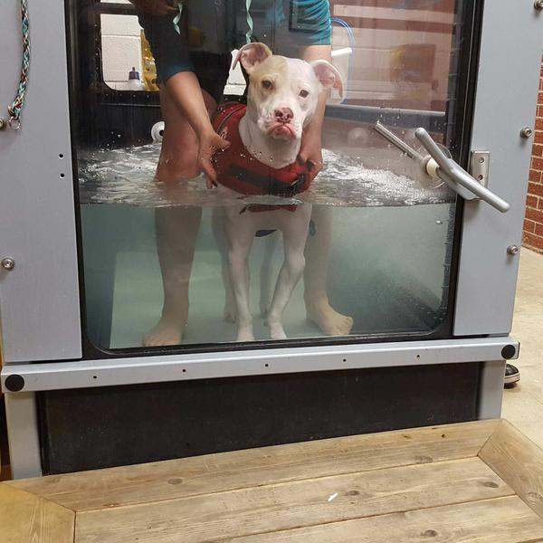 UWT OA Dog