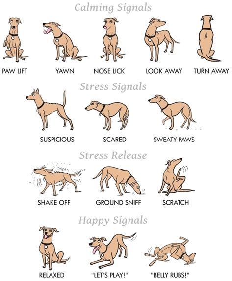 Dog Signals