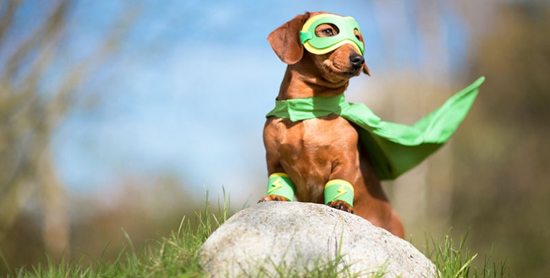 Super hero dog