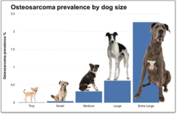 Osteosarcoma