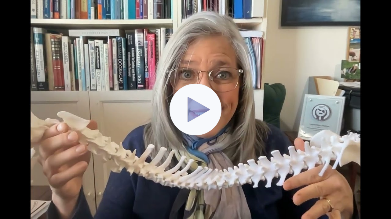 FourLegRehabMinute-AnaestheticAftermathOnSpinalIssues