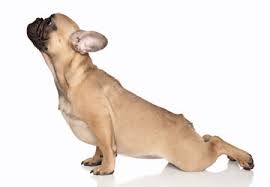 Dog STretch
