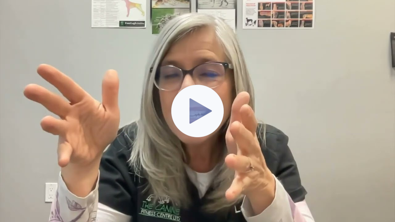FourLegRehabMinute-Agility-SloMo-Ignorance