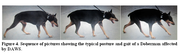 Wobbler's Doberman