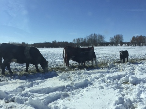 Learning from cows