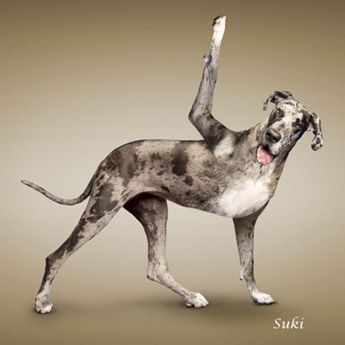 Yoga Dog