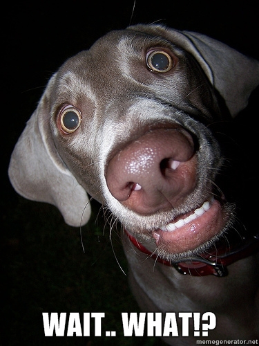 Surprised Dog!