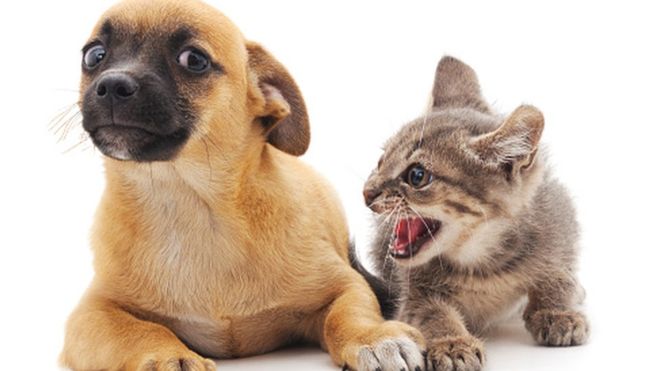 Cats & Dogs of Marketing