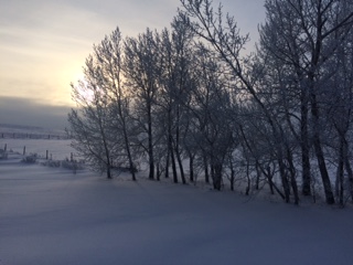 My back yard