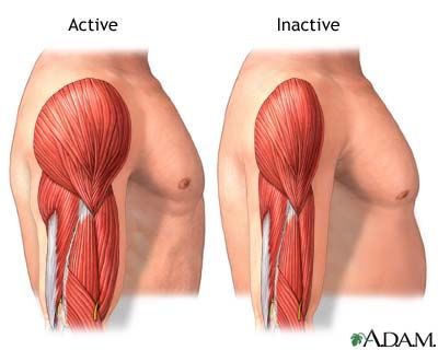 Muscles