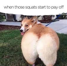 Corgi Butt Gluteals