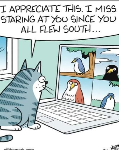 Cartoon
