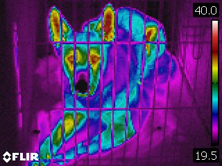 Infrared Thermography
