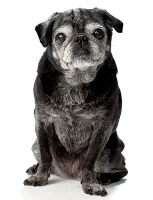 Old Pug
