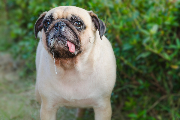 Pug Drool
