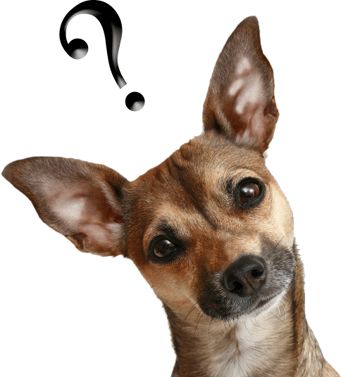 Thinking Dog