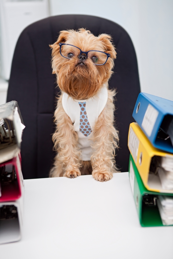 Dog Business Owner