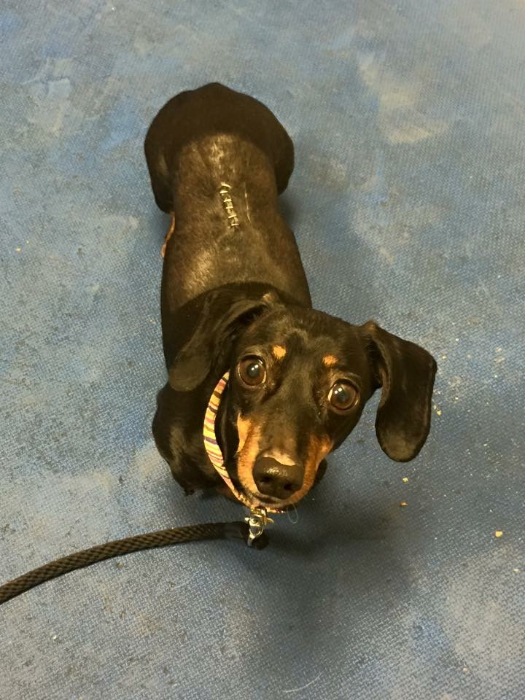 Daxie Post-IVDD Surgery
