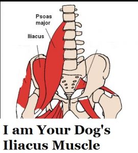 Iliopsoas