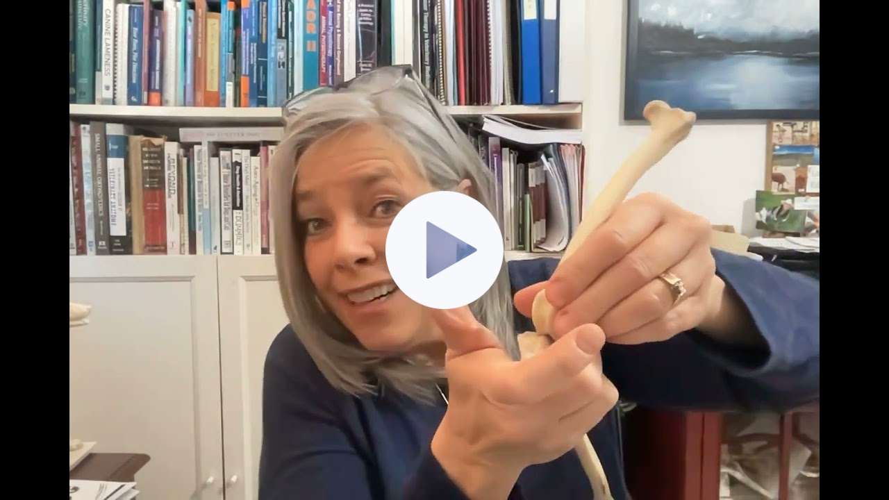 FourLegRehabMinute-TibialTuberosityAvusions