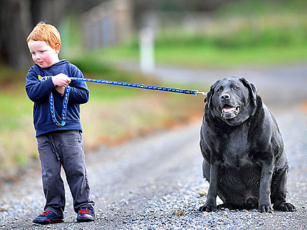 Fat Black Dog